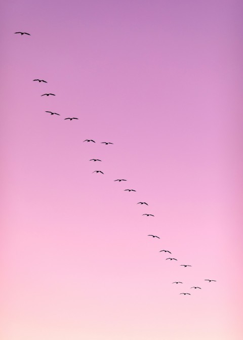 flock of birds flying