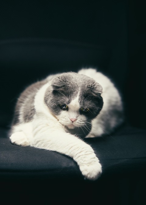 a gray and white cat laying on a black chair