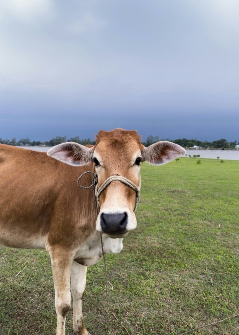 a brown cow standing on top of a lush green field