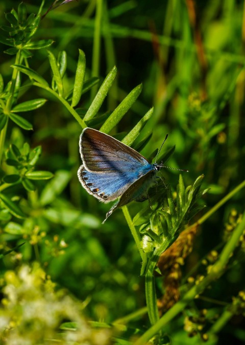 a blue butterfly sitting on top of a green plant