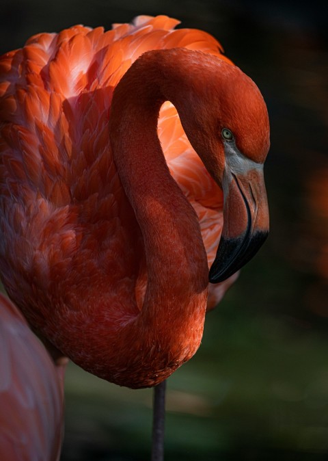 a close up of a flamingo with its head turned