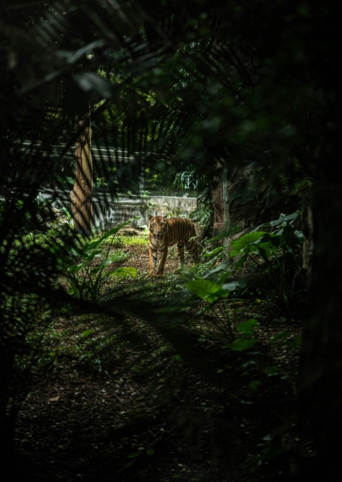 a small tiger walking through a lush green forest