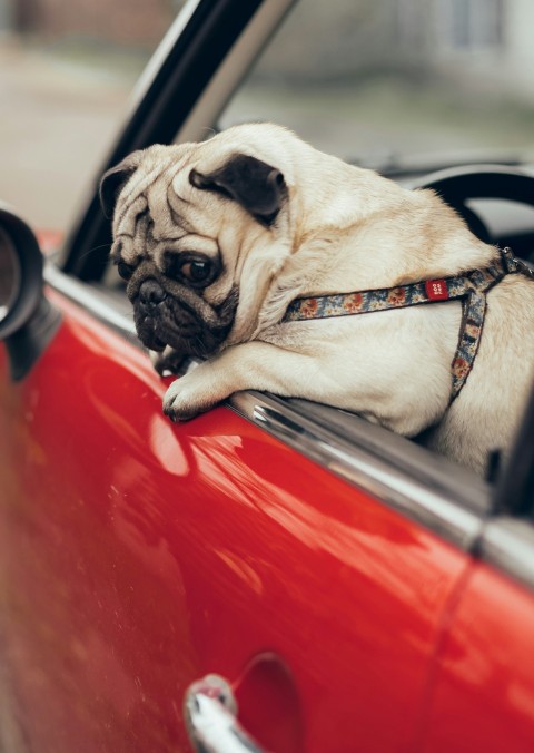 a pug dog sitting in the drivers seat of a red car