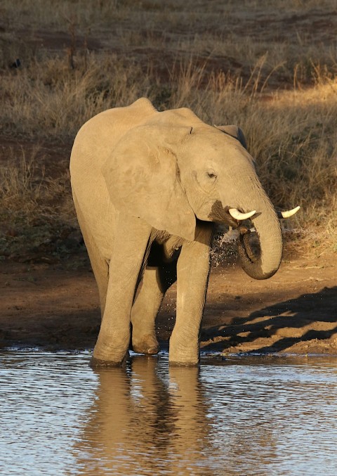 an elephant standing in a body of water