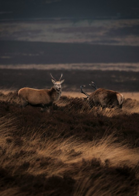 a couple of deer standing on top of a dry grass field