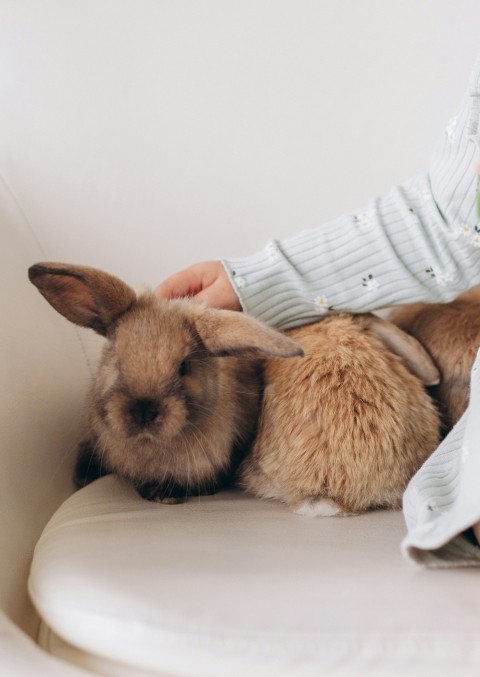 a small child petting a rabbit on the back of a chair In4Tt kSM