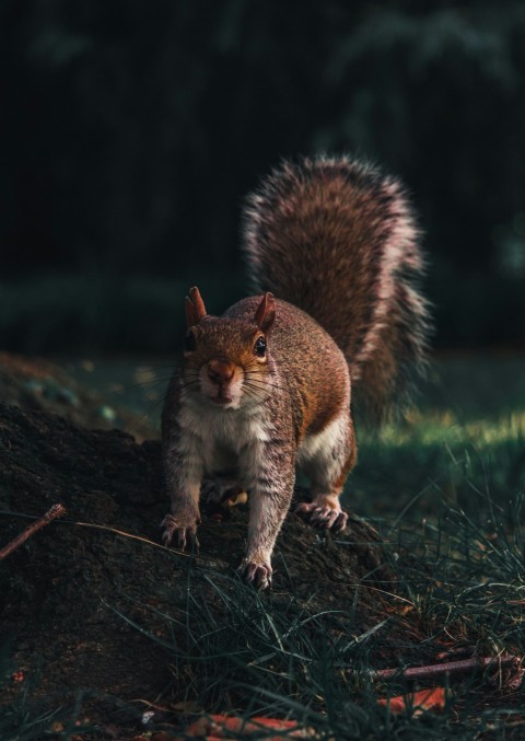 squirrel on brown soil