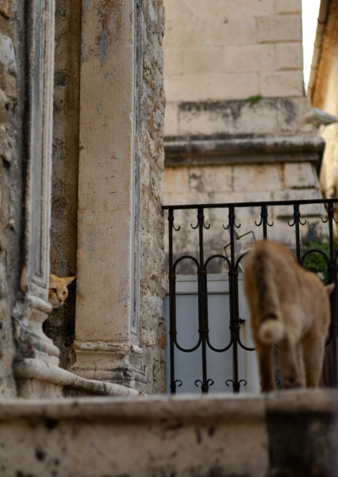 a couple of cats standing on top of a balcony