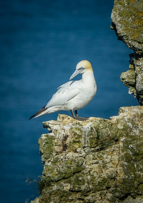 a white bird sitting on a rock next to a body of water