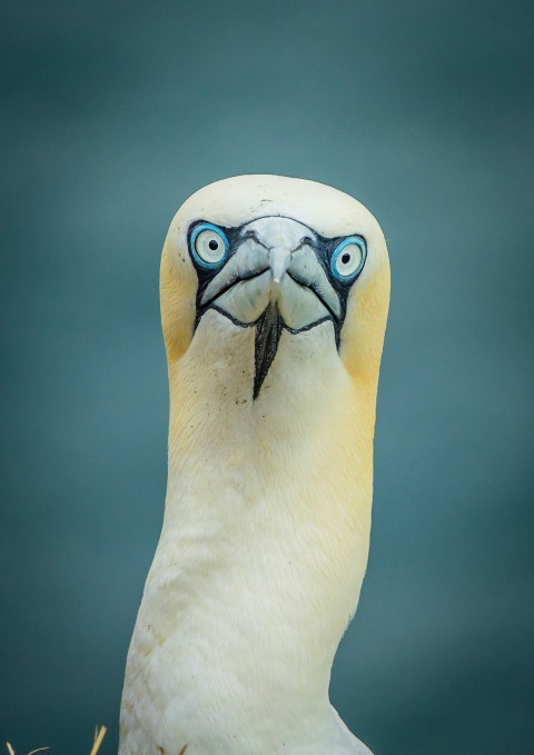 a white bird with blue eyes and a long beak