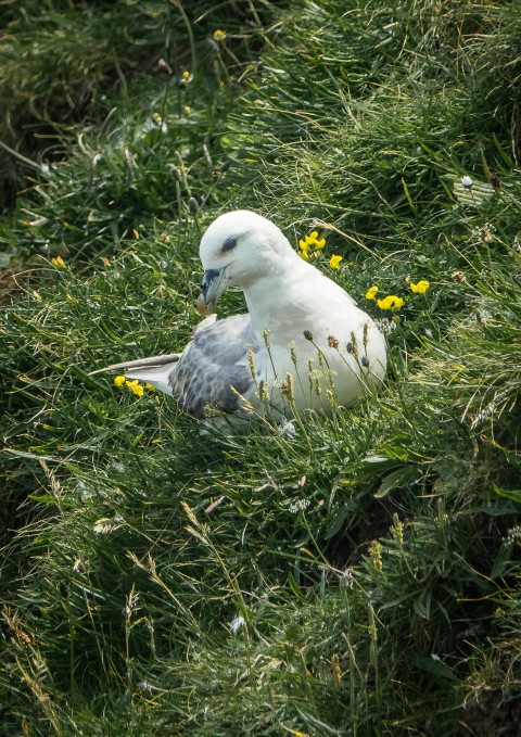 a seagull is sitting in the tall grass So7sIa