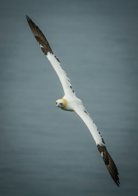 a large white bird flying over a body of water