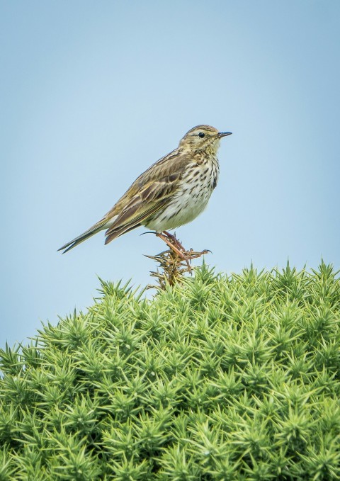 a small bird perched on top of a green bush