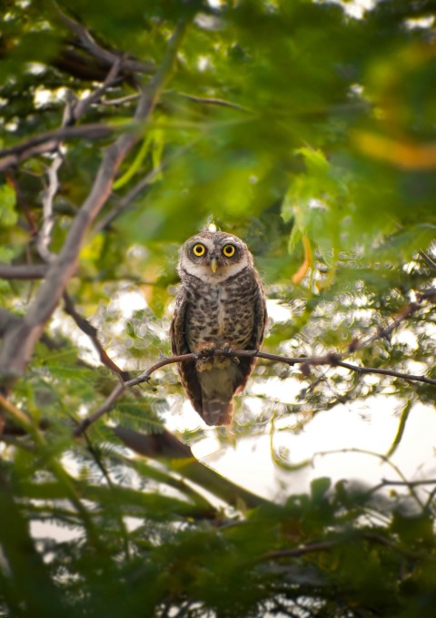 an owl perched on a branch Y2LAI6zl3