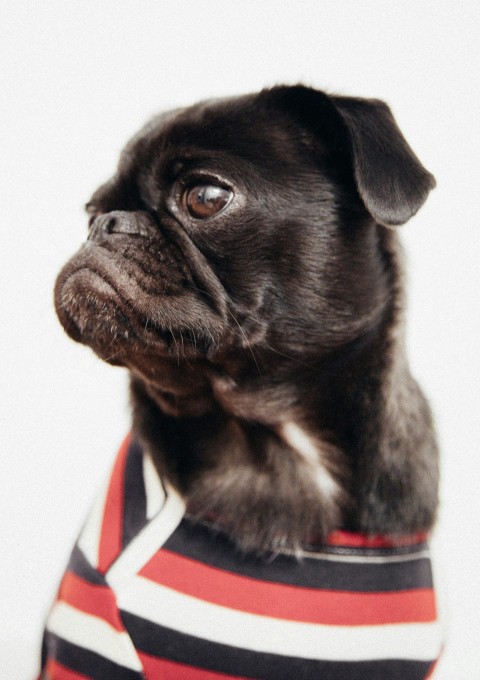 adult black pug wearing white black and red striped apparel