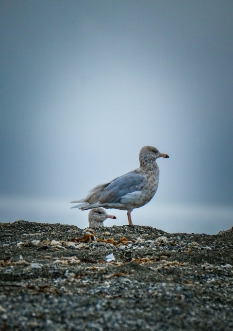 a couple of birds standing on top of a rocky beach IR0DZ