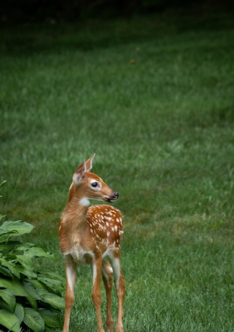 a baby deer standing in the grass next to a bush