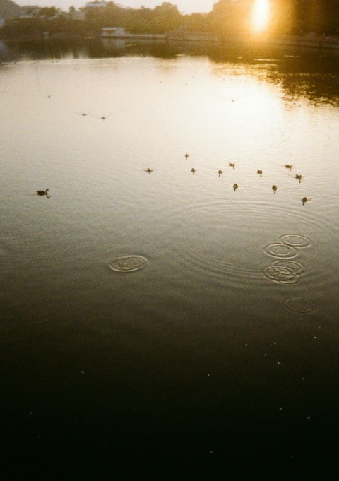 a flock of ducks floating on top of a lake