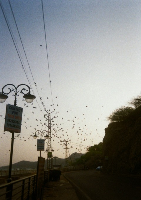 a bunch of birds that are flying in the air oIfFj