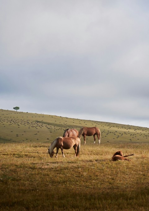 three horses graze in a grassy field on a cloudy day X