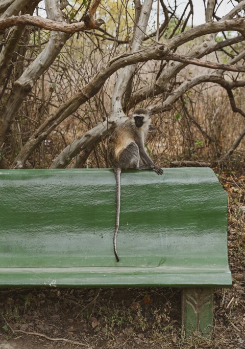 a monkey sitting on top of a green bench