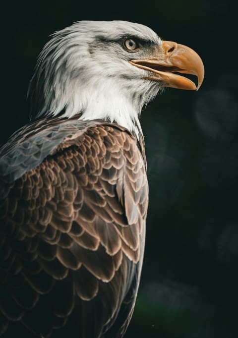 a close up of a bald eagle with a black background