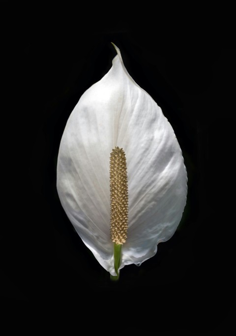 white petaled flower