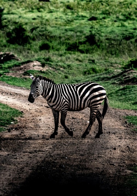 a zebra is standing on a dirt road