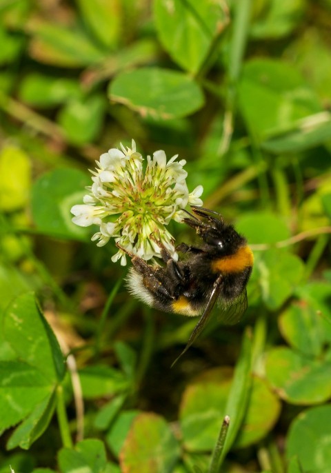 a close up of a bee on a flower