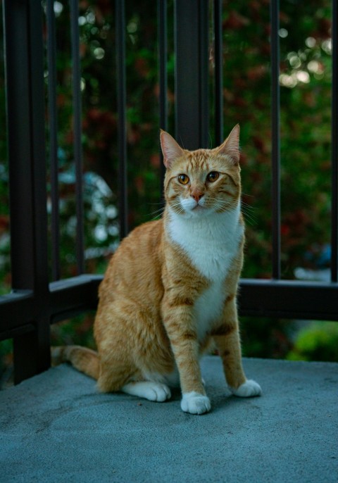 an orange and white cat sitting on a porch