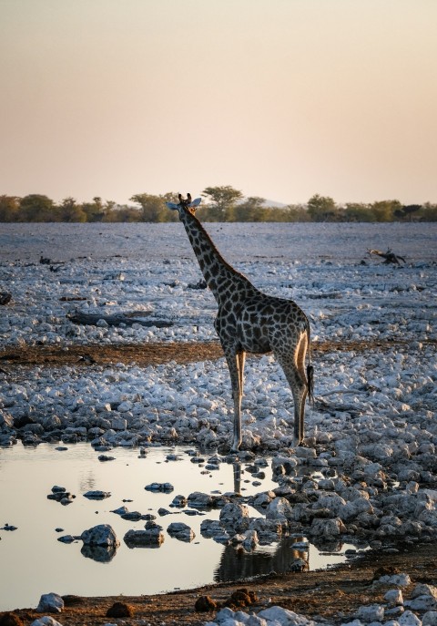 a giraffe standing in the middle of a field