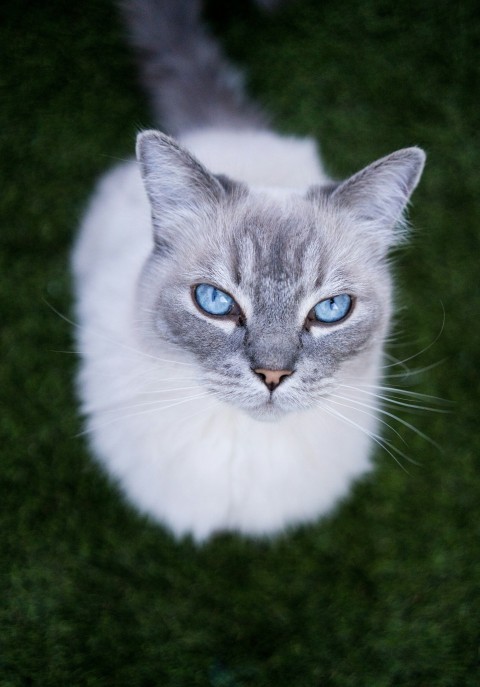 selective focus photography of white cat