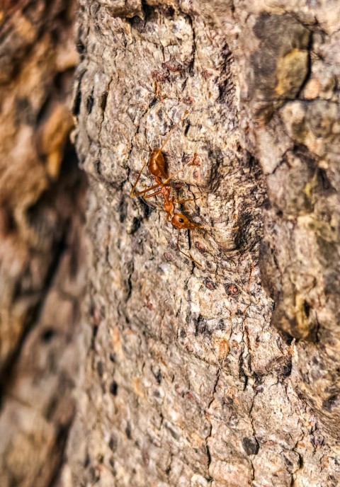 a close up of a tree bark with a bug on it