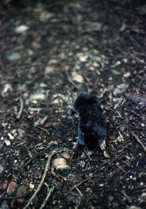 a small black bird sitting on top of a dirt field