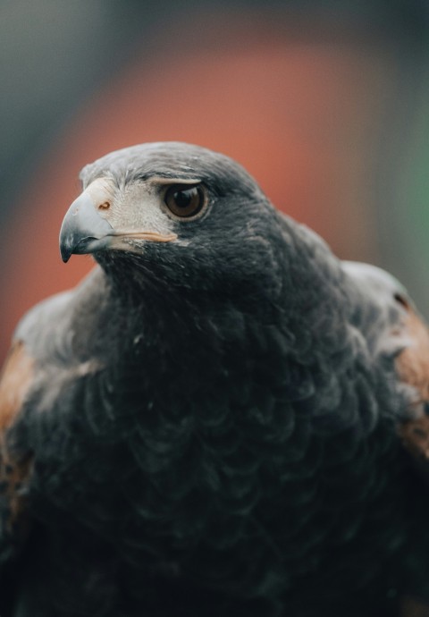 black and white bird in close up photography uLyNkqU3