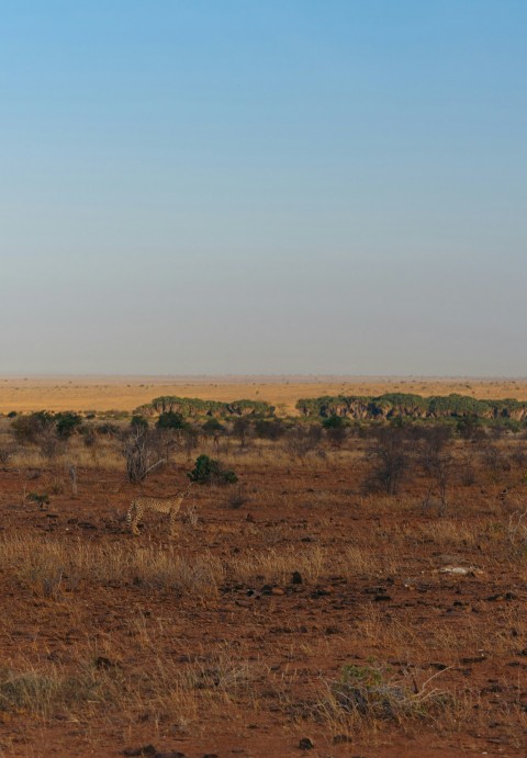 a lone giraffe standing in the middle of a field