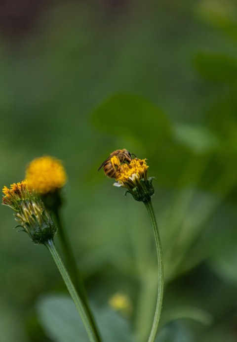 a bee is sitting on a yellow flower