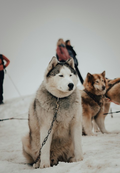 white and brown siberian husky puppy