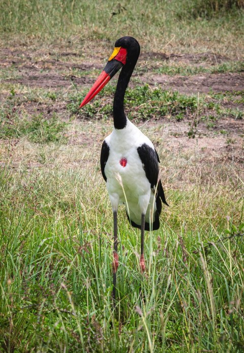 a black and white bird standing in a field