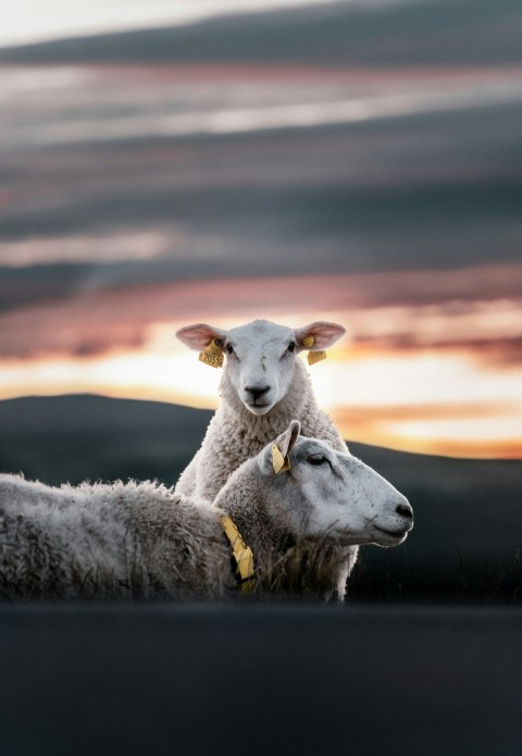 a couple of sheep sit in a field