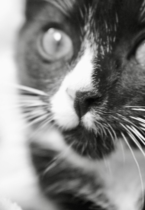 a black and white photo of a cats face