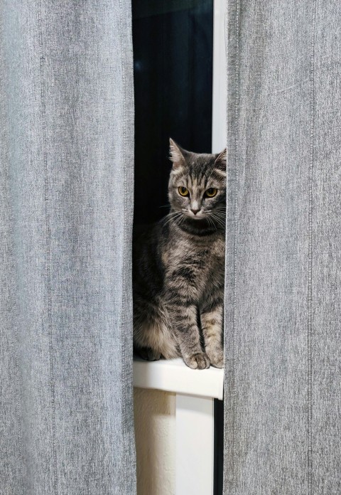 brown tabby cat on white wooden shelf