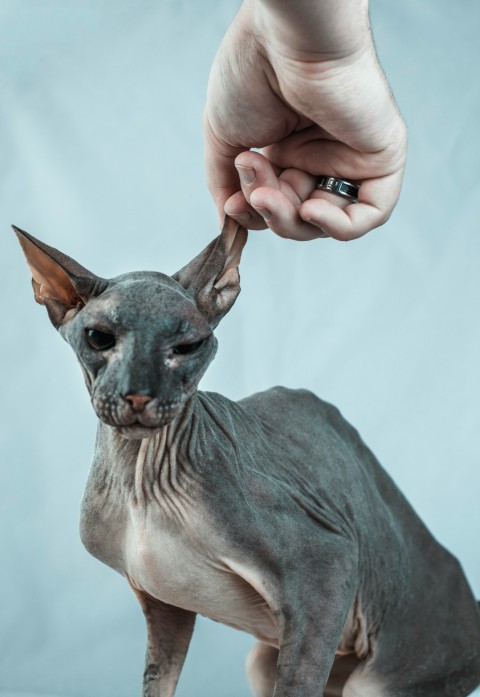 gray short coated animal on persons hand