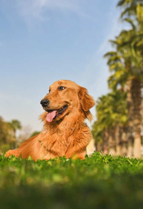 golden retriever sitting on green grass field during daytime