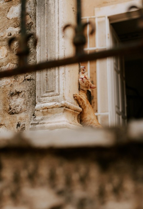 a cat that is looking out of a window