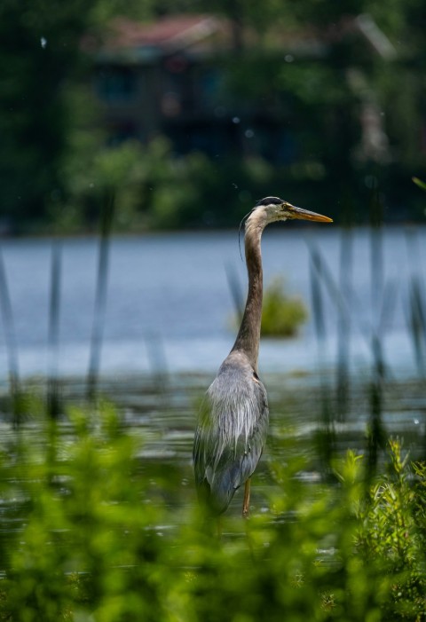 a large bird standing in the middle of a body of water