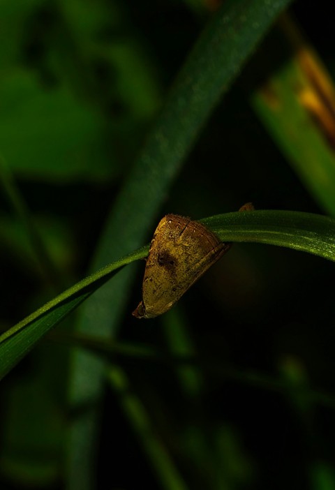 a yellow bug crawling on a green leaf