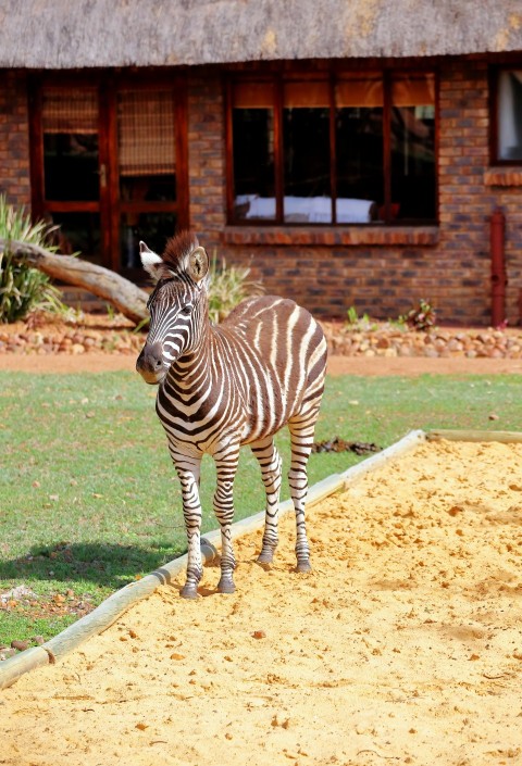 a zebra standing on top of a dirt field G XevhRFa