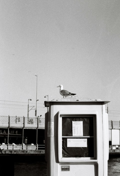 a seagull sitting on top of a box next to a body of water