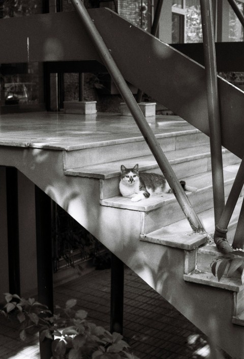 a cat is sitting on the steps of a house